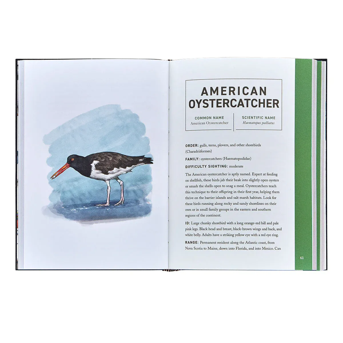 Birds: An Illustrated Field Guide - Image 3